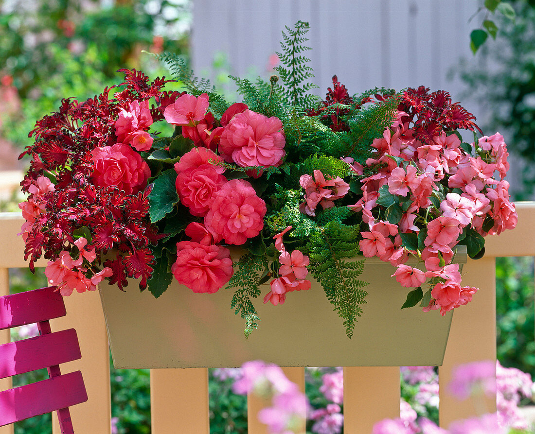 Begonia tuberhybrida (tuberous begonia), Impatiens walleriana