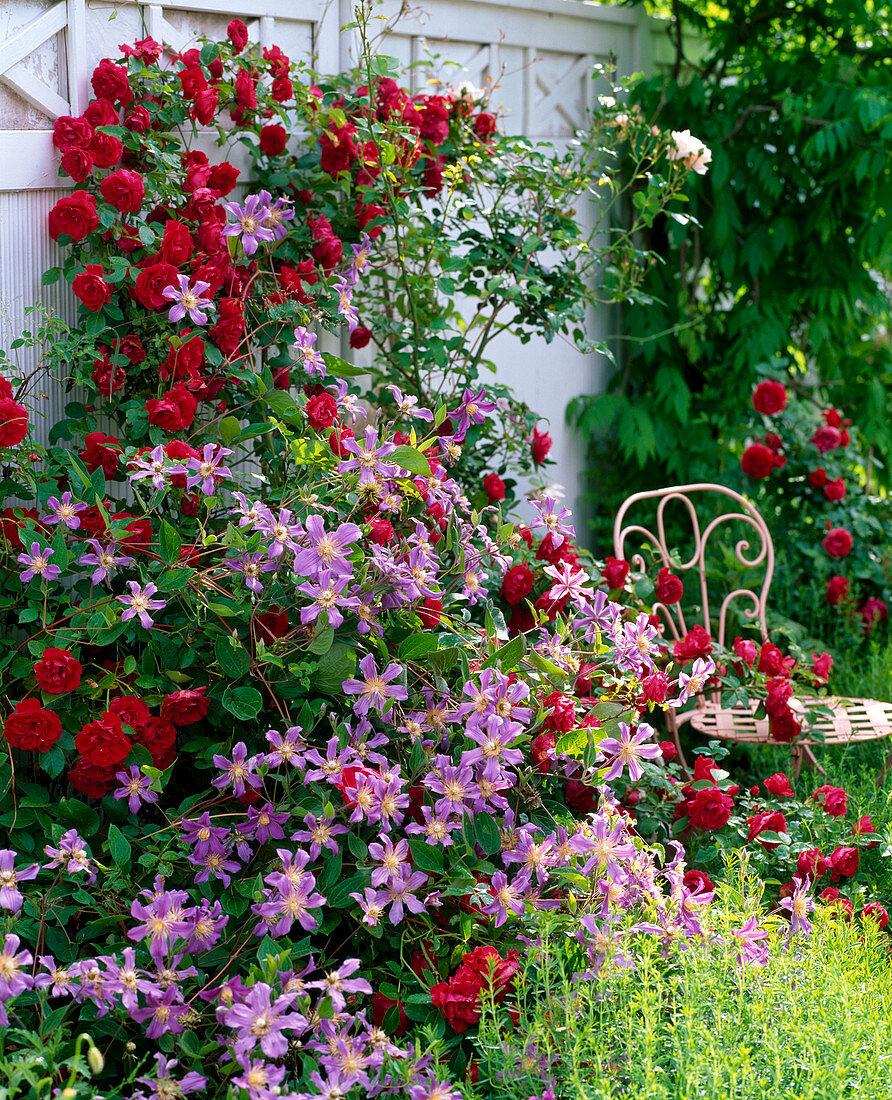 Pink 'Flaming Dance' (Climbing Rose), Clematis 'Juuli' (Clematis)