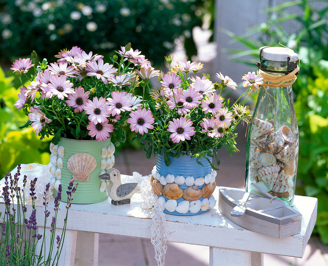 Osteospermum Symphony 'Cocoa' (Cape Basket)