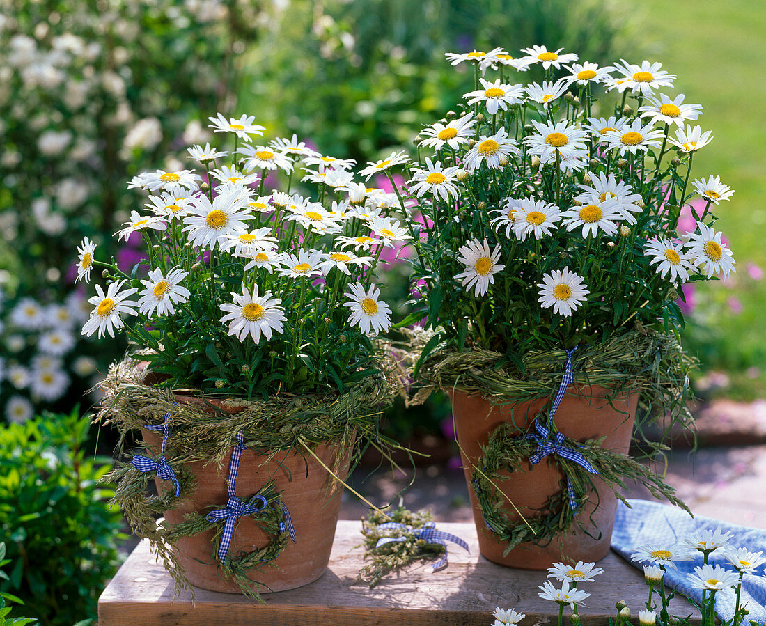 Leucanthemum 'Angel' (marguerite), perennial