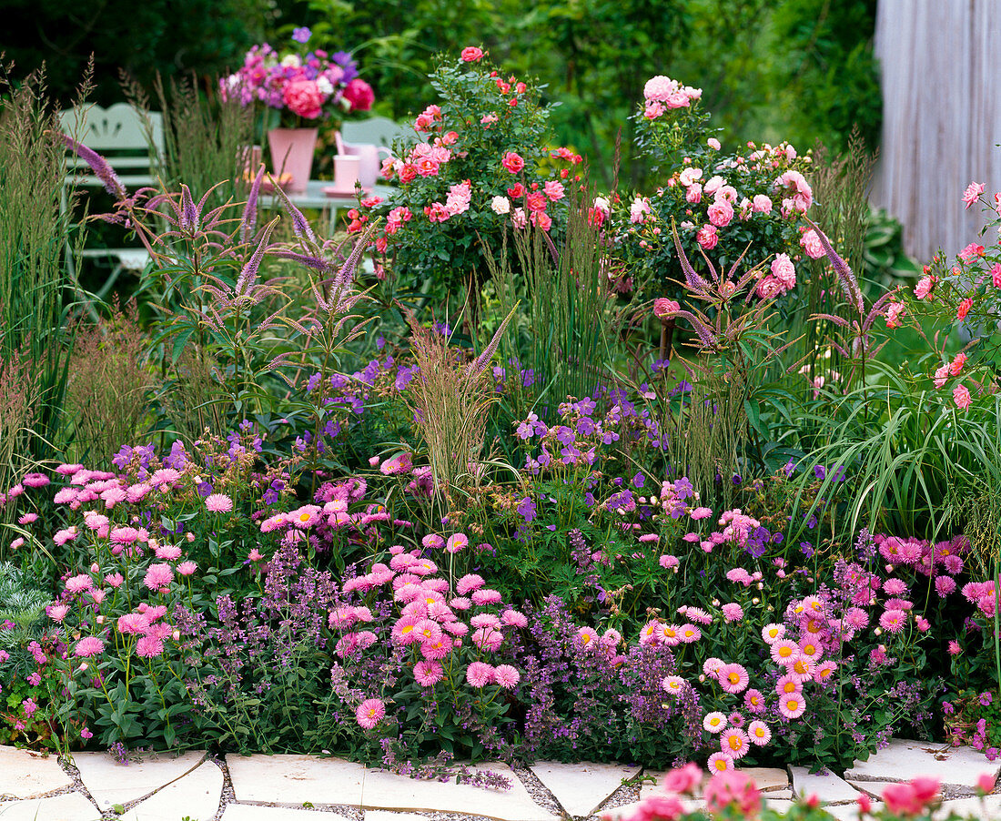 Erigeron 'Pink Jewel' (fine spray), Nepeta (catnip)