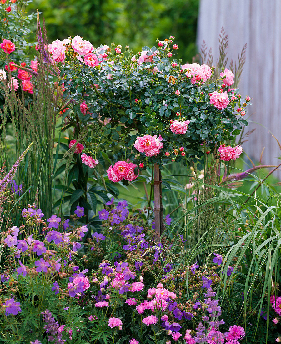 Rosa 'Charmant' (stem rose), dwarf rose, sweet smelling