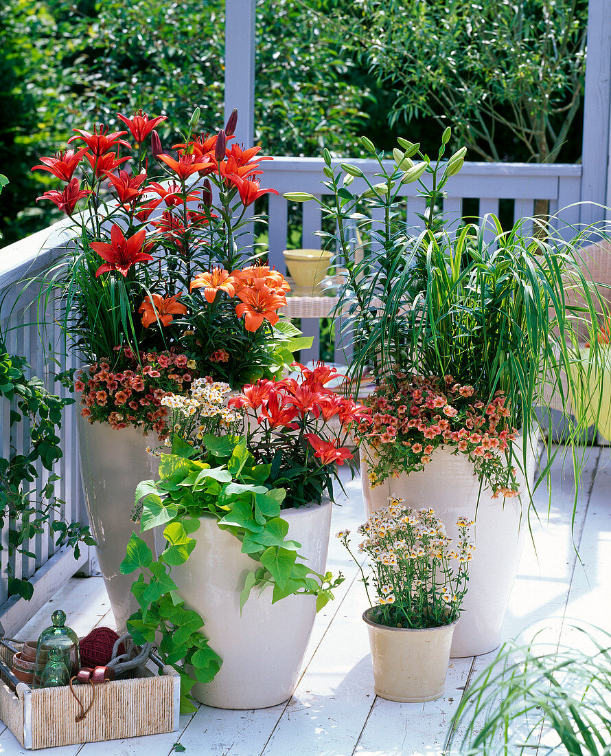 Lilium 'Gran Paradiso', 'Crimson Pixie', 'Orange Pixie', 'Lagio'