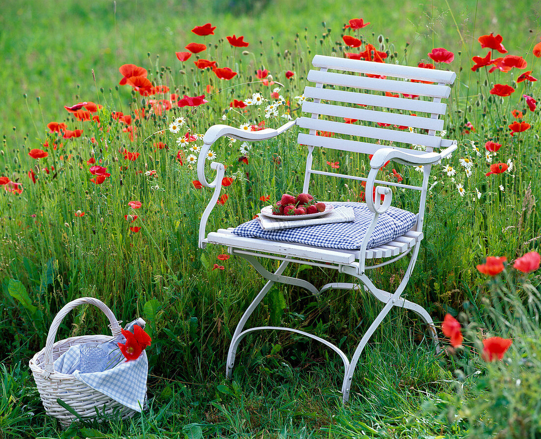 Flower meadow with Papaver rhoeas (poppy), Matricaria