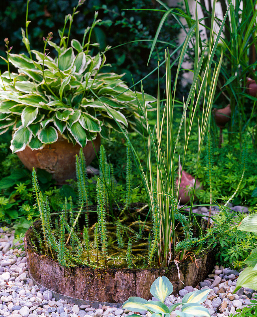 Hippuris vulgaris (fir frond), Acorus calamus 'variegata'