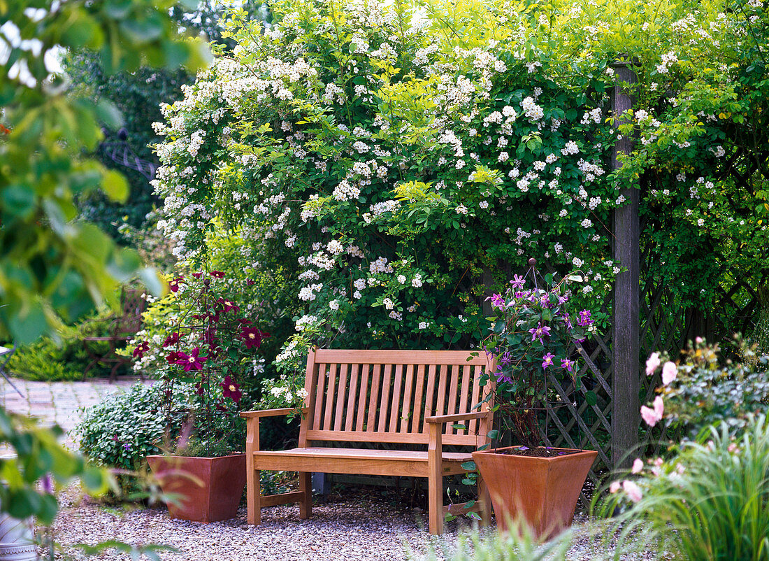 Rosa multiflora (Vielblütige Rose) on vine wall, clematis