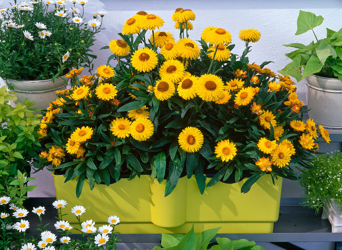 Helichrysum 'Golden Beauty' (Strohblumen)