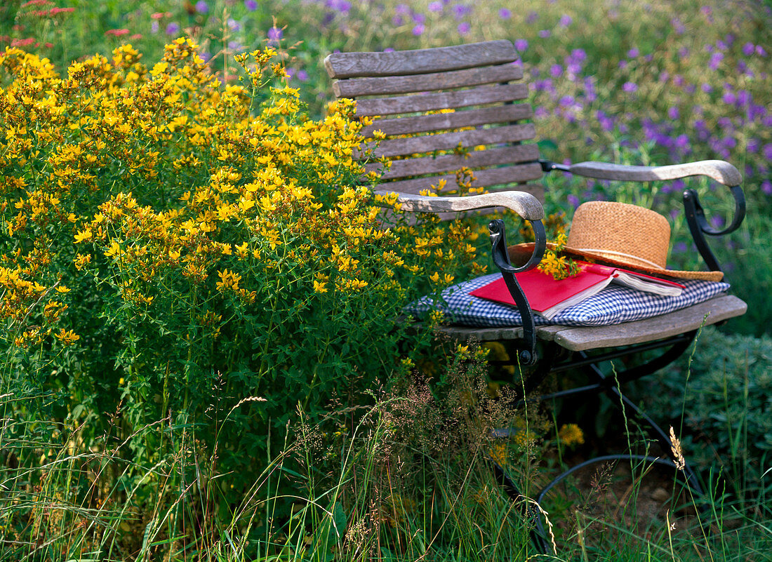 Hypericum perforatum (St. John's wort)