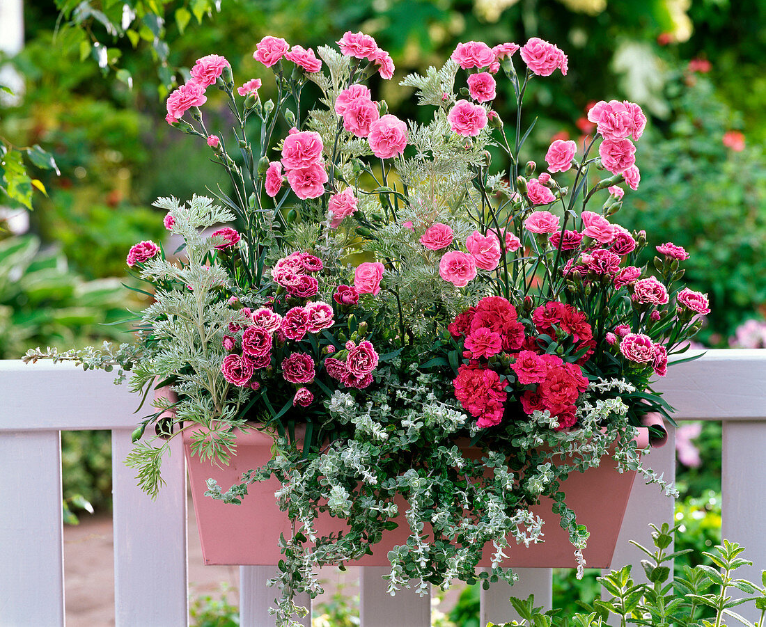 Duftkasten mit Dianthus Devon Cottage 'Pink' und Adorable 'Tess'