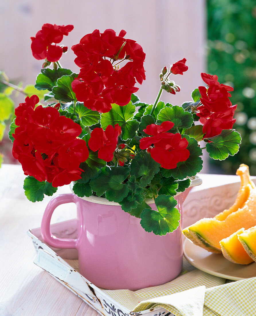 Pelargonium zonale Little Lady 'Scarlet' (mini geranium)