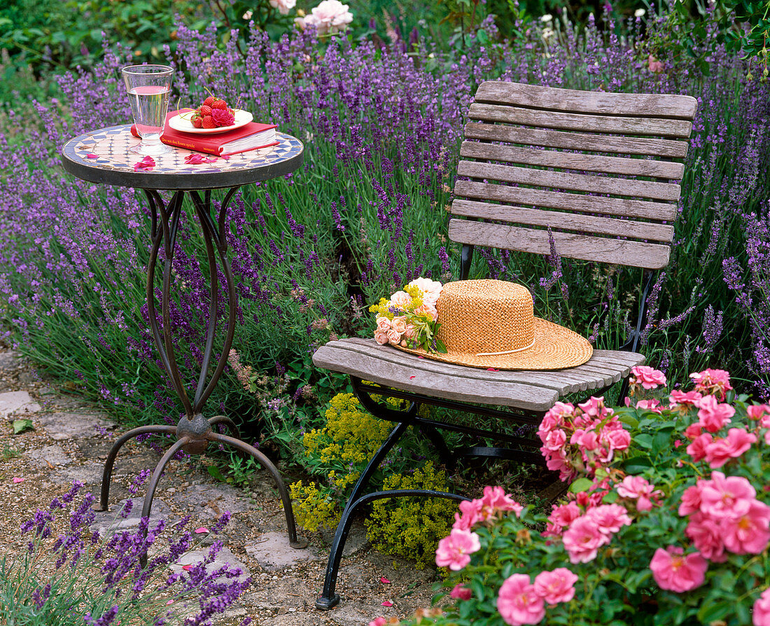 Chair and table next to bed with Lavandula 'Hidcote Blue' 'Munstead'.