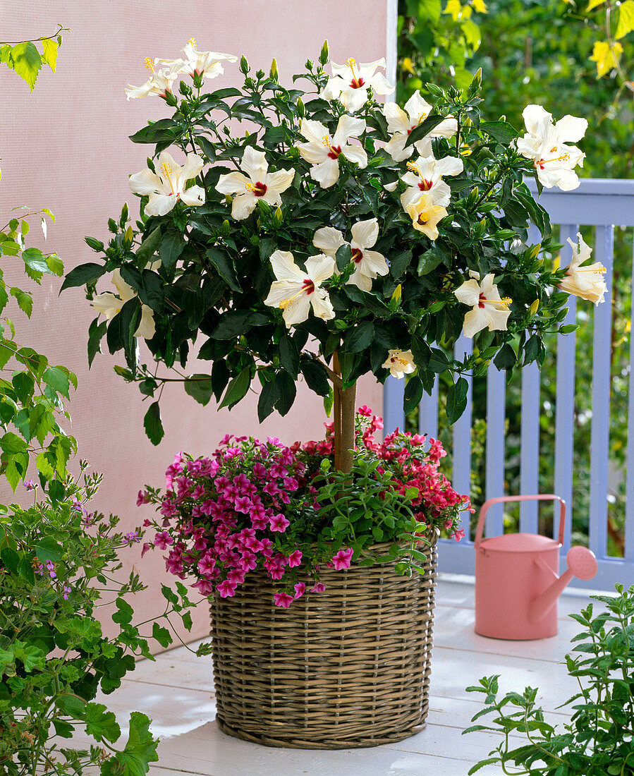 Hibiscus rosa-sinensis (Rosemary), stem, underplanted