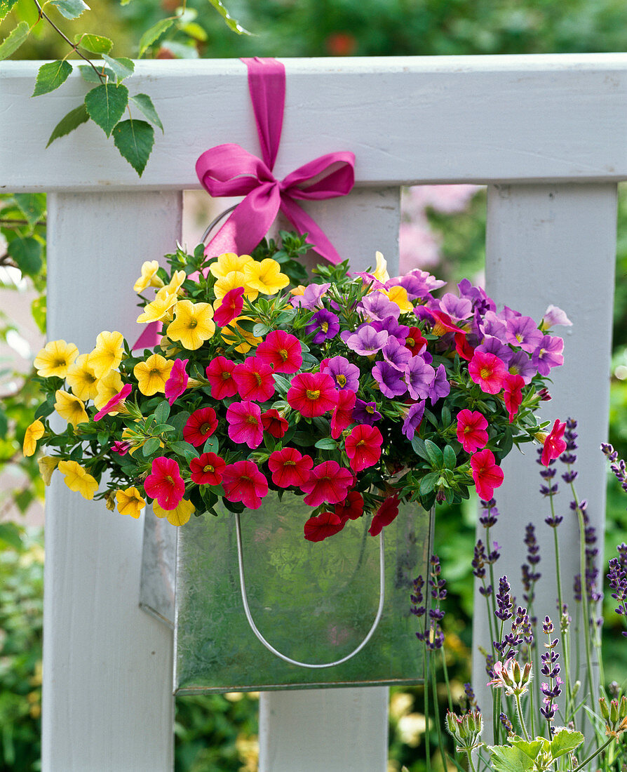 Calibrachoa Celebration 'Karneval' (Zauberglöckchen)