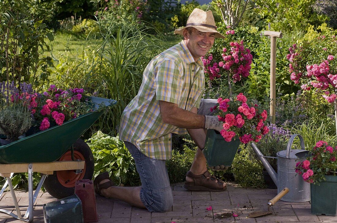 Man plants Rosa 'Knirps' (ground cover roses)