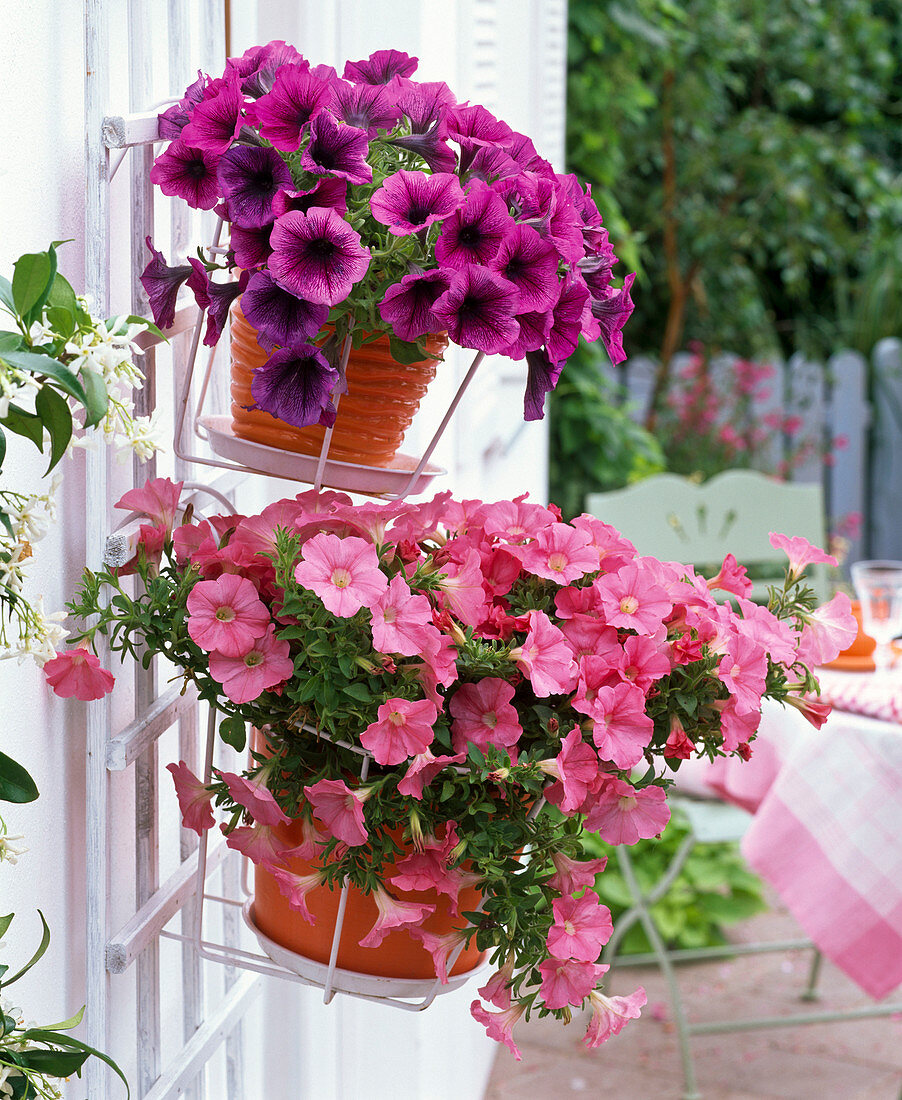 Petunia Calimero 'Candy' , Conchita 'Merlot' (Petunien)