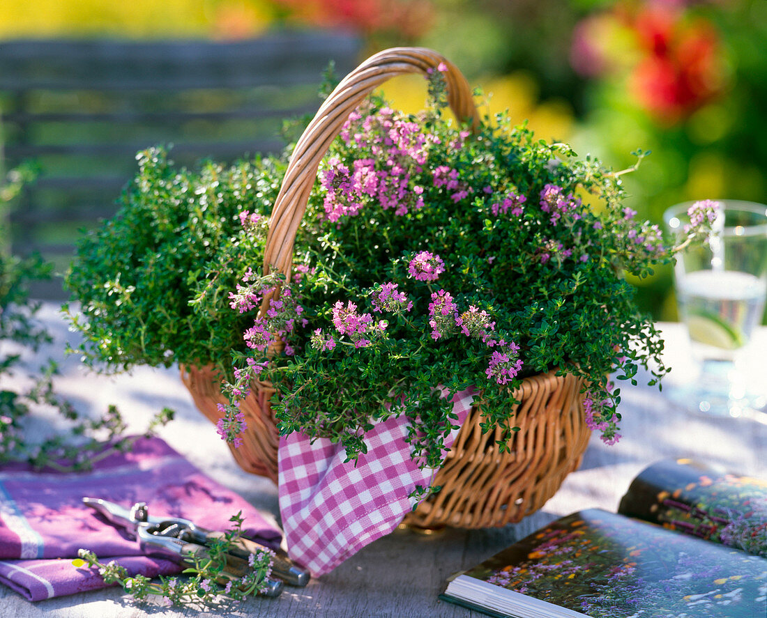 Wicker basket with Thymus praecox 'Minor' (thyme)