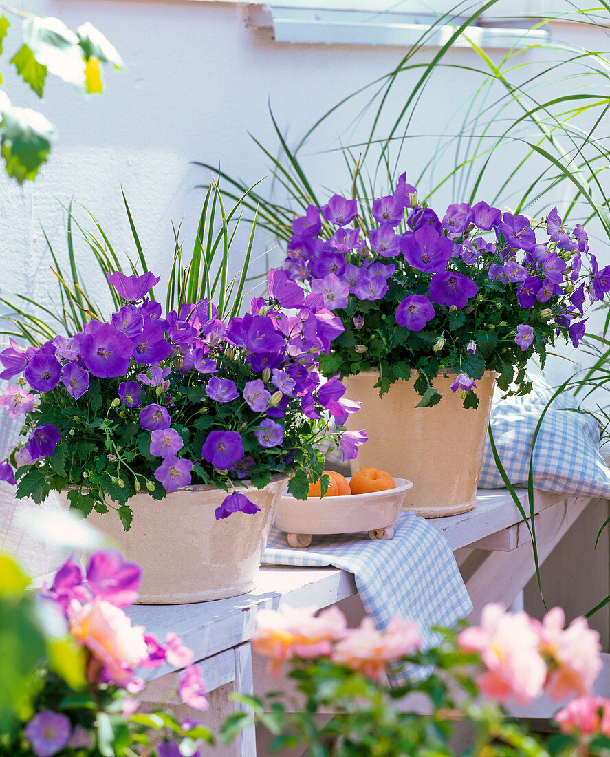 Campanula carpatica 'Blaue Clips' (Karpatenglockenblumen)