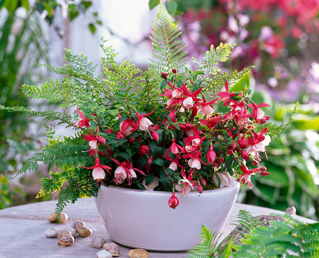 Fuchsia Summermelody 'Sunfilipe' (Mini Fuchsia)