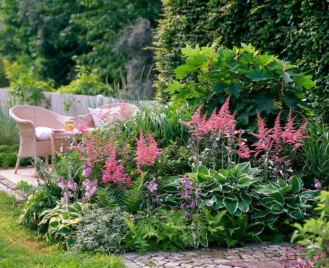 Schattenbeet: Astilbe (Prachtspiere), Hosta 'Francee' 'Patriot' (Funkien)