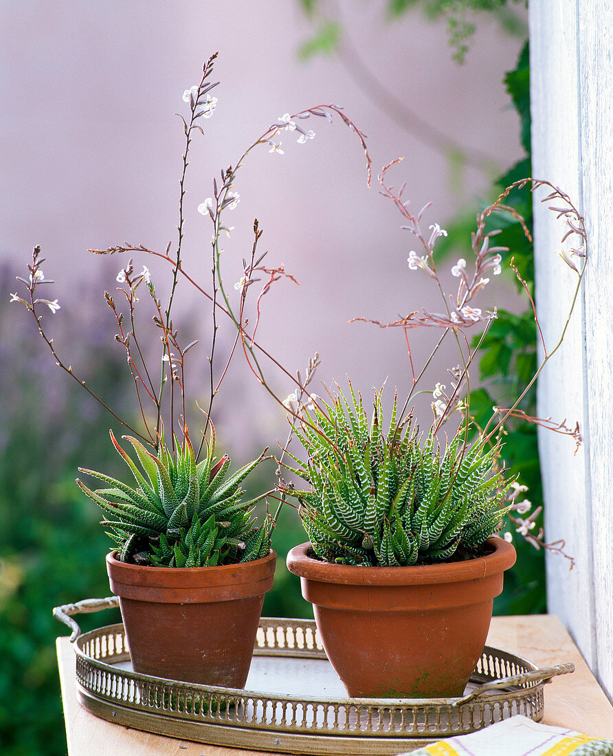 Blühende Haworthia fasciata (Haworthien) in Tontöpfen