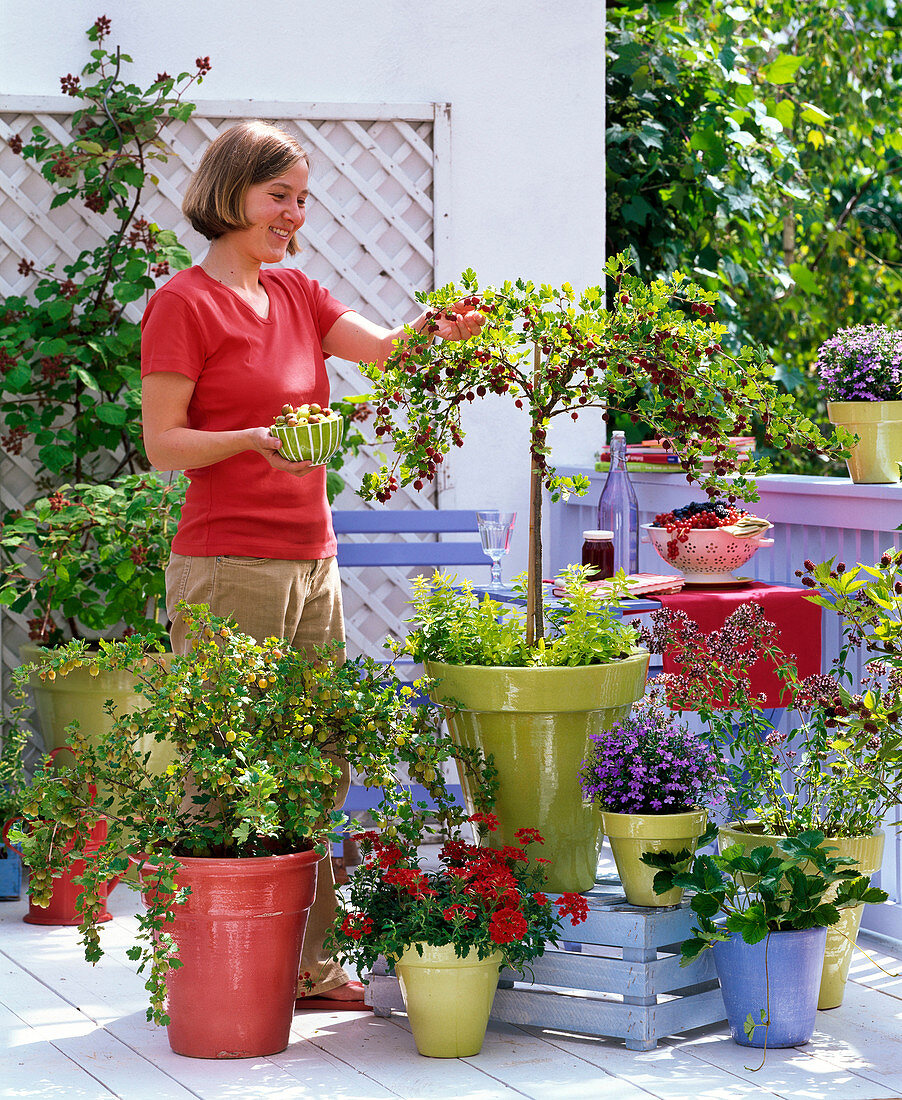 Young woman picking gooseberries' Invicta 'yellow-fruited,' 'Hinnonmaeki'