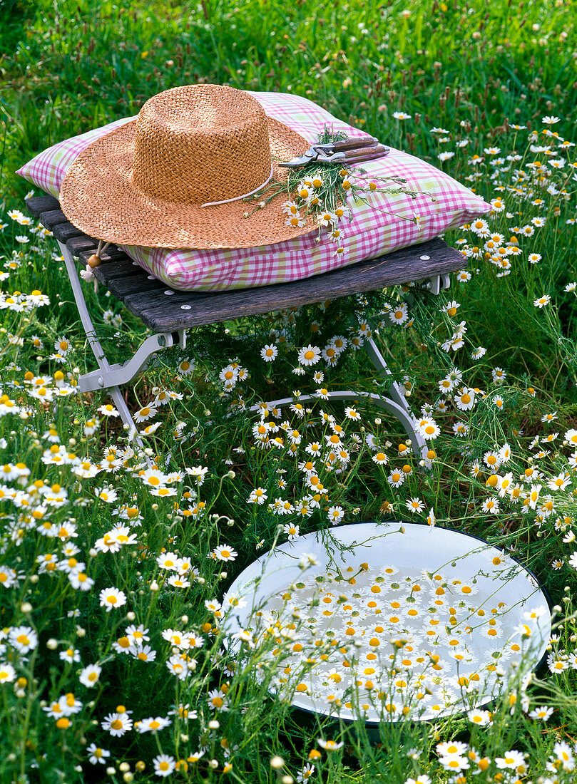 Wellness with camomile foot bath