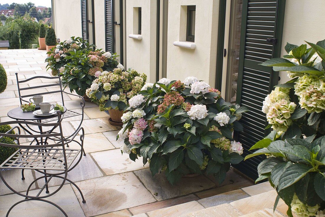 Hydrangea macrophylla (Hydrangea) in terracotta tubs