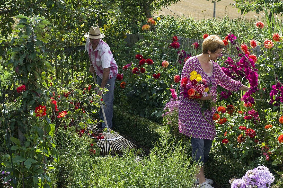 Bauerngarten mit Dahlia