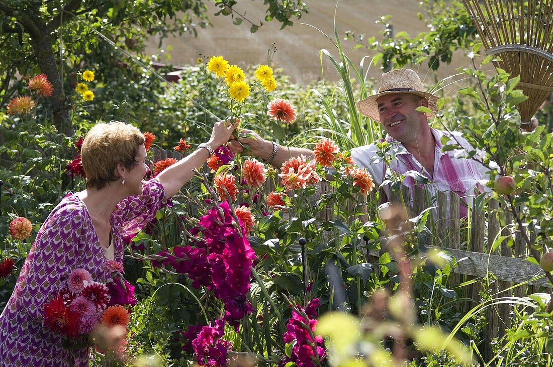 Farm garden with Dahlia (dahlias) and Gladiolus (gladioli)