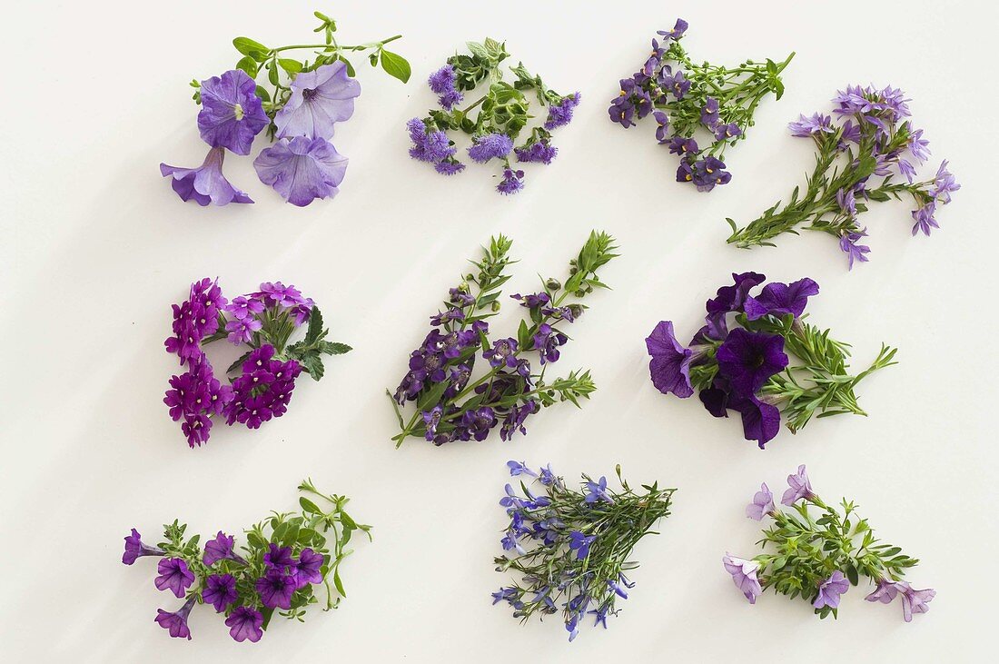 Blue-purple flower arrangement balcony flowers