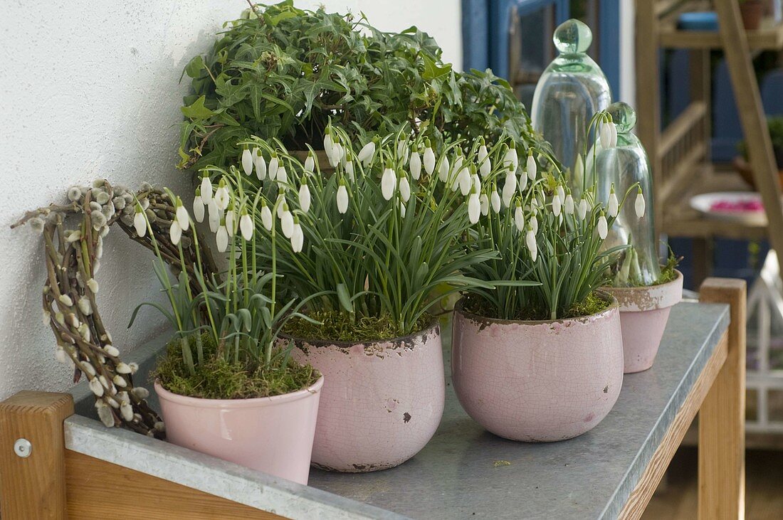 Galanthus nivalis (Snowdrop) in pink pots