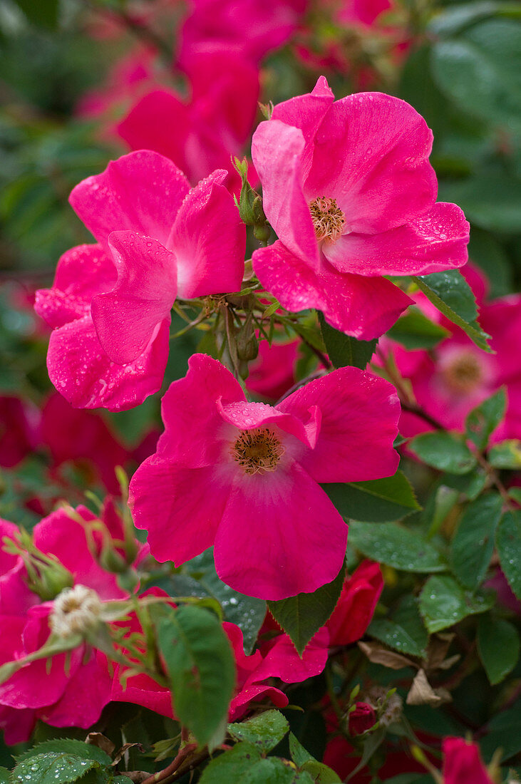Rosa 'Candia Meidiland' (Small shrub rose) Pink, repeat flowering