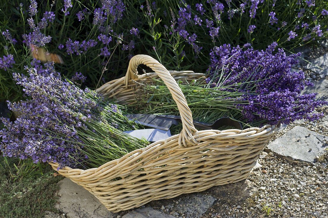 Basket with freshly harvested lavandula (lavender)