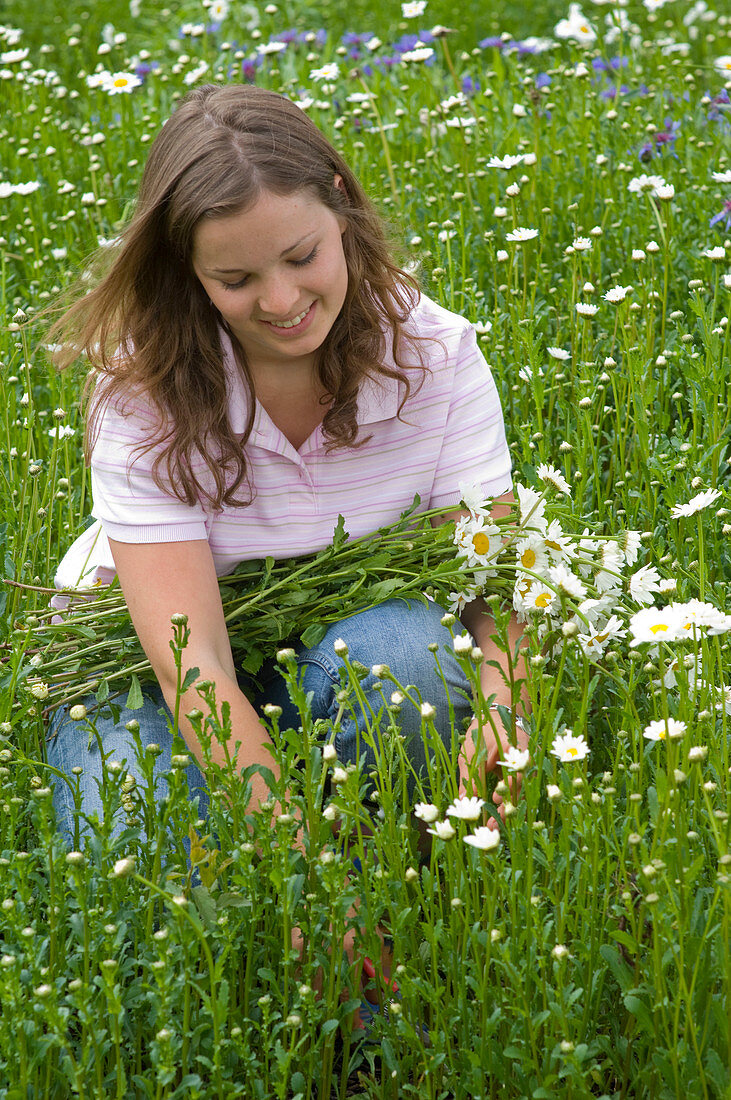 Woman picking Leucanthemum (spring marguerite)