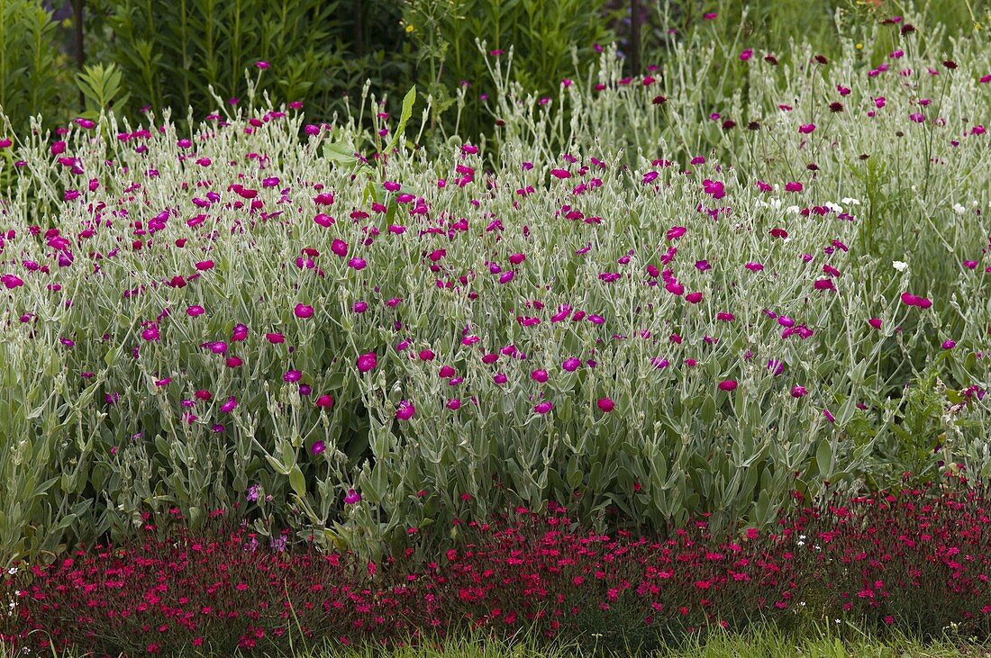 Lychnis viscaria (Vexian carnation), Dianthus deltoides (Heath carnation)