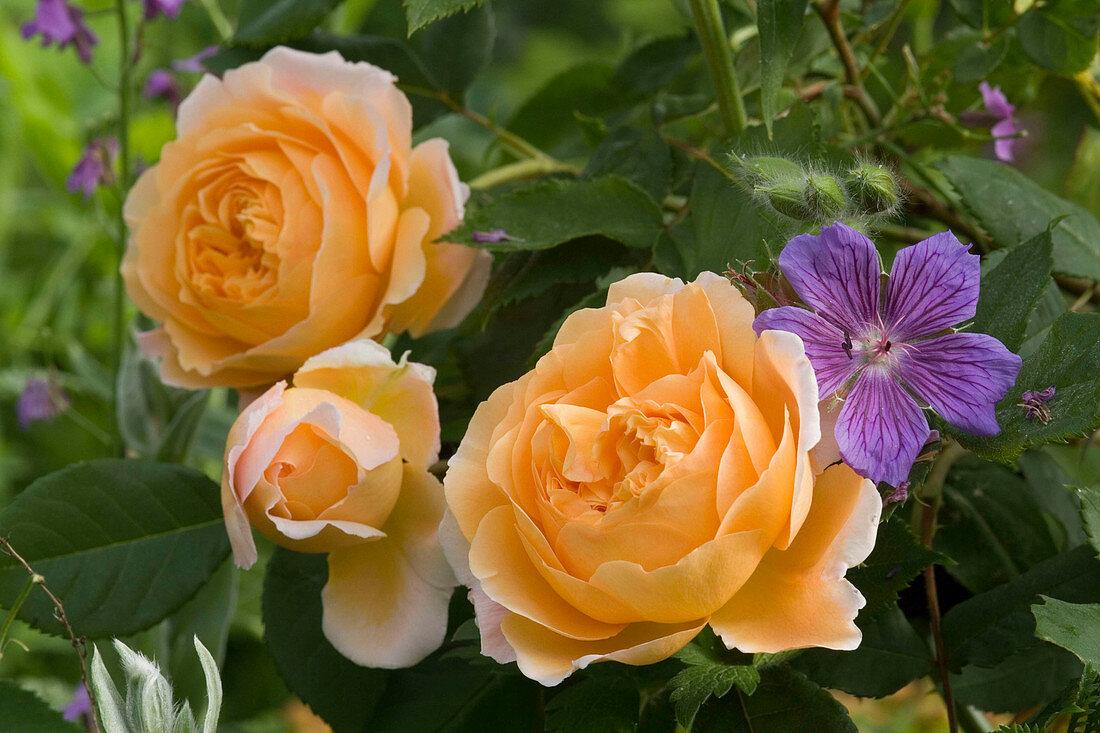 Rosa 'Crown Princess Margareta' (English rose), geranium (cranesbill), fragrant, repeat flowering, suitable for pots
