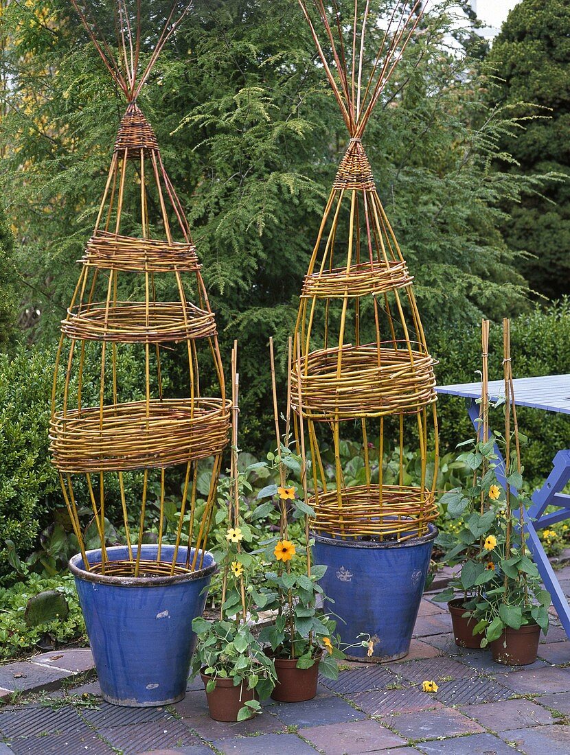 Willow as a trellis aid for Thunbergia lichens