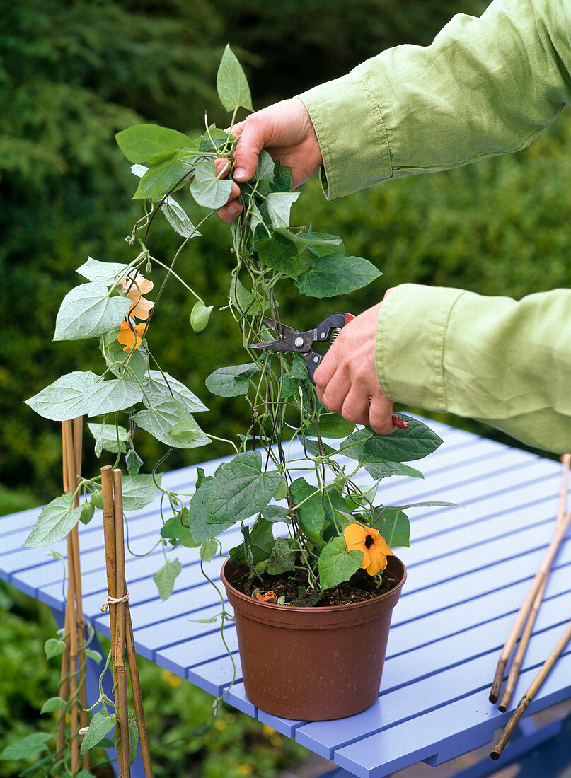 Weaving willow as a climbing aid for Thunbergia (12/15)