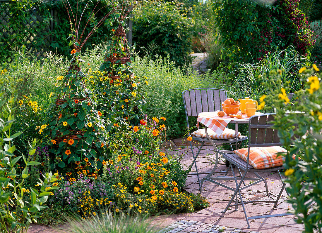 Weide als Rankhilfe für Thunbergia flechten (15/15)