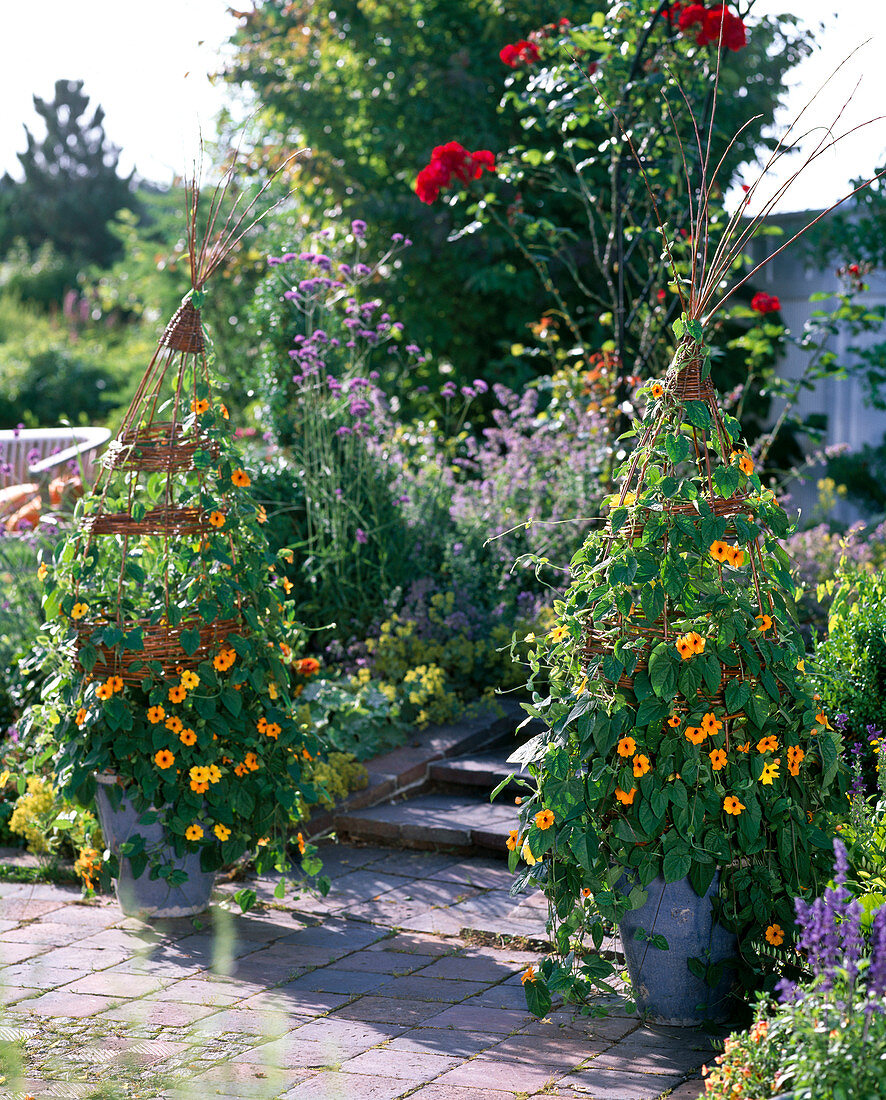 Weide als Rankhilfe für Thunbergia flechten 15/15