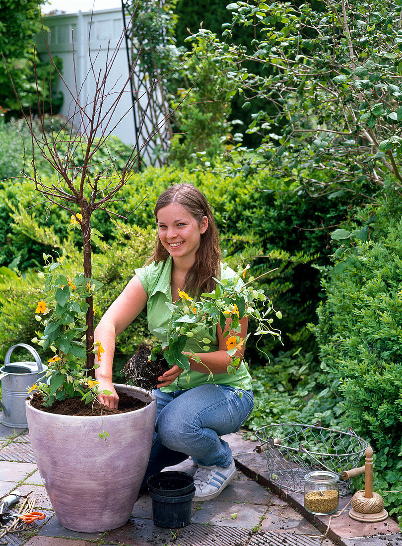 Funny climbing aid for Thunbergia