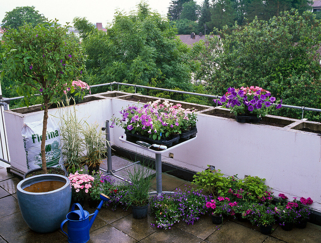 Dachterrasse bepflanzen (2/6)