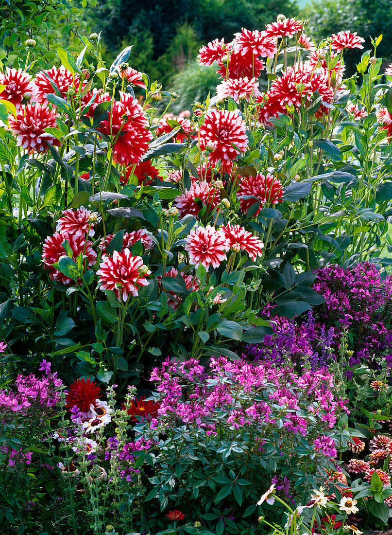 Dahlia 'Duett' (Jewellery dahlia) red-white