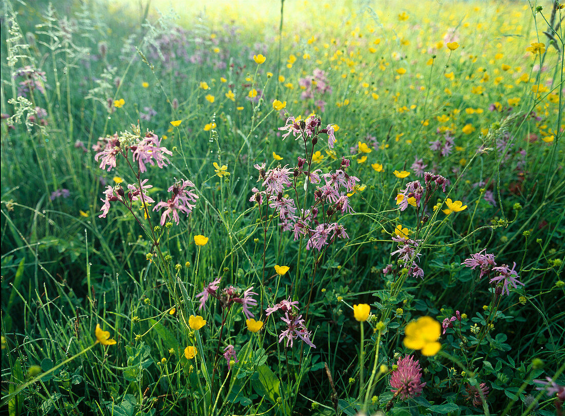Flower meadow with Lychnis flos-cuculi (Cuckoo's campion), Ranunculus acer syn Ranunculus acris (Common buttercup)