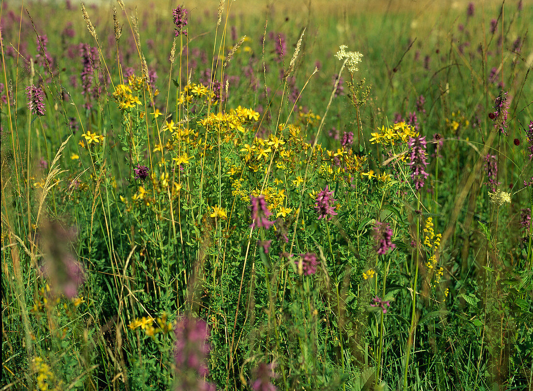 Blumenwiese mit Hypericum (Johanniskraut) und Betonica (Heilziest)
