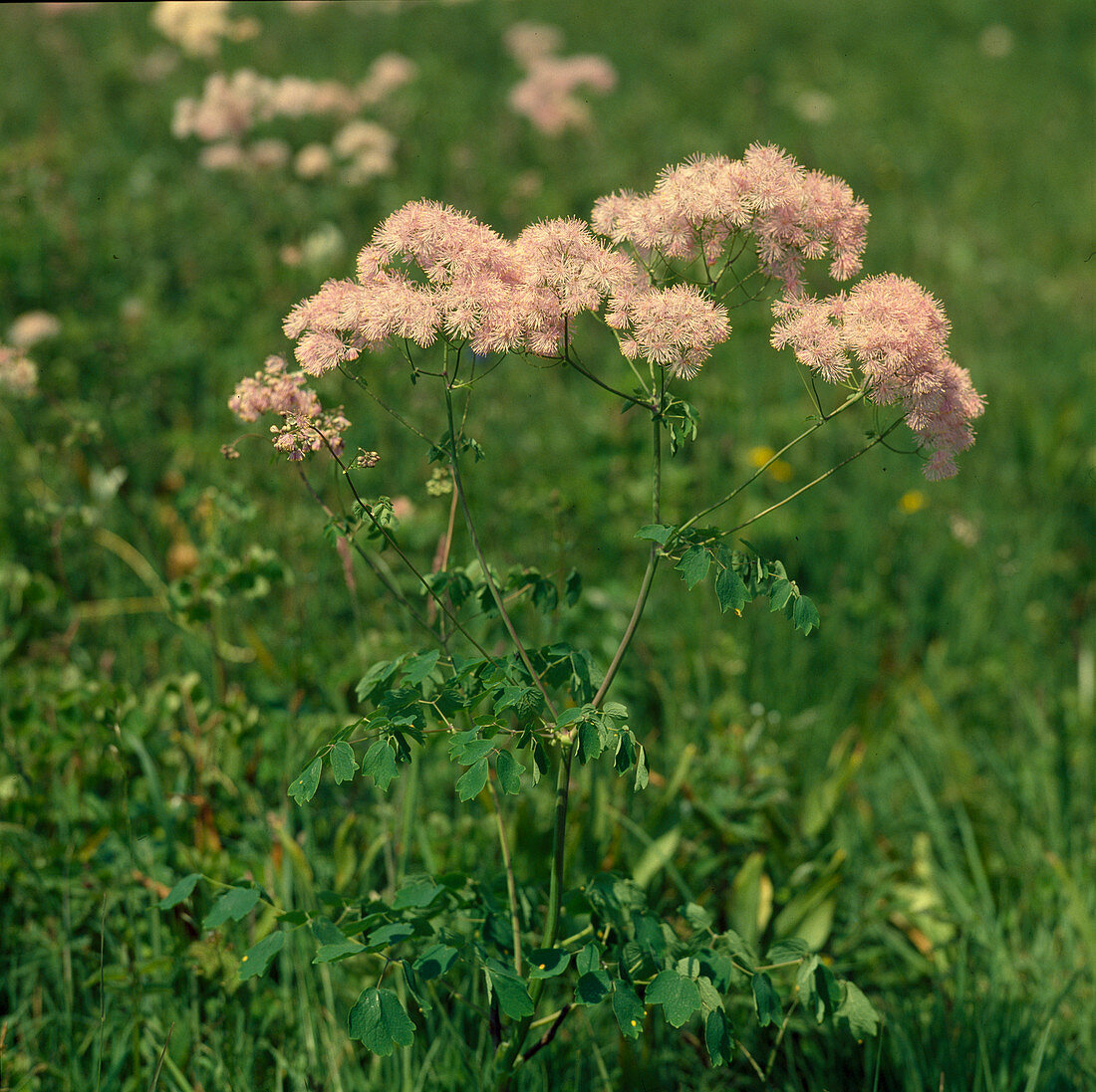 Thalictrum aquilegifolium (Meadow rue)