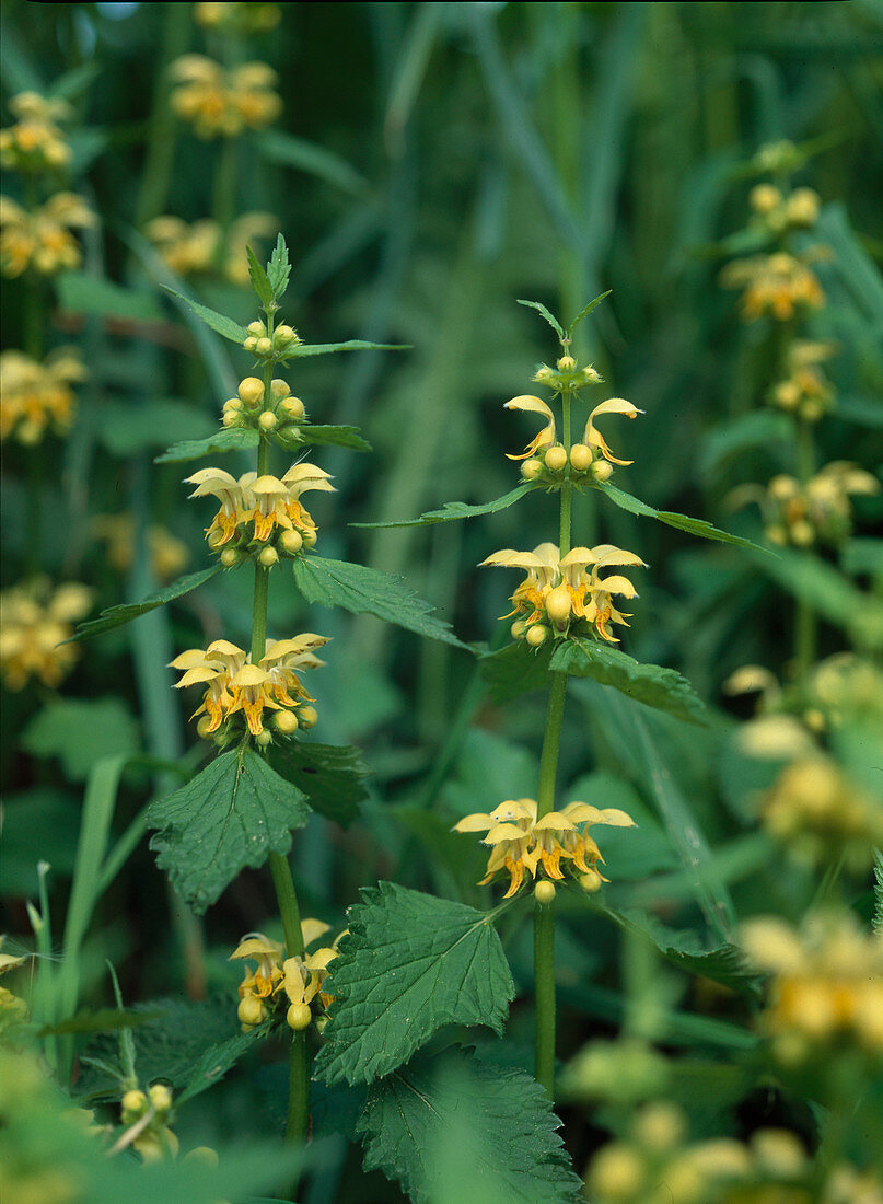 Lamium galeobdolon syn Galeobdolon luteum (golden nettle)