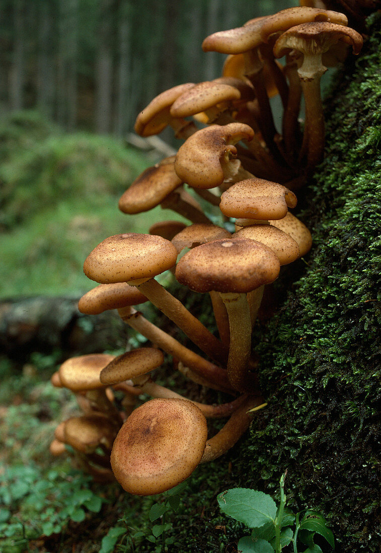 Armillaria mellea syn Armillariella mellea (Golden Yellow Hallimasch, Common Hallimasch), destroys wood