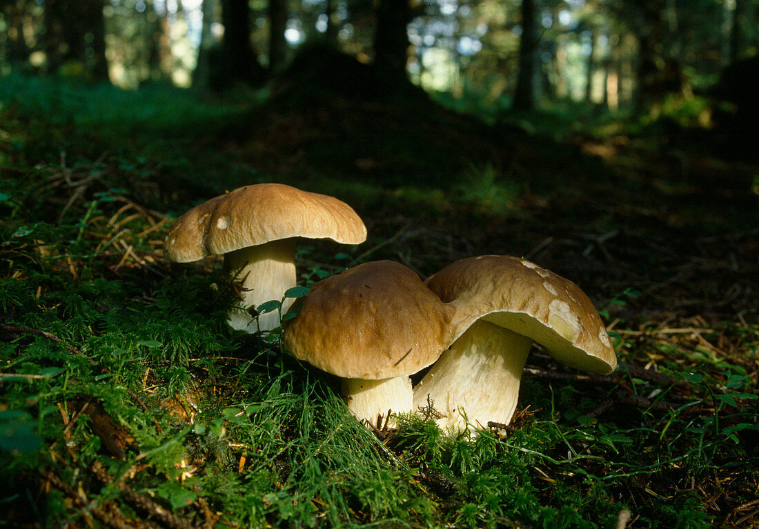 Boletus edulis (Boletus edulis)