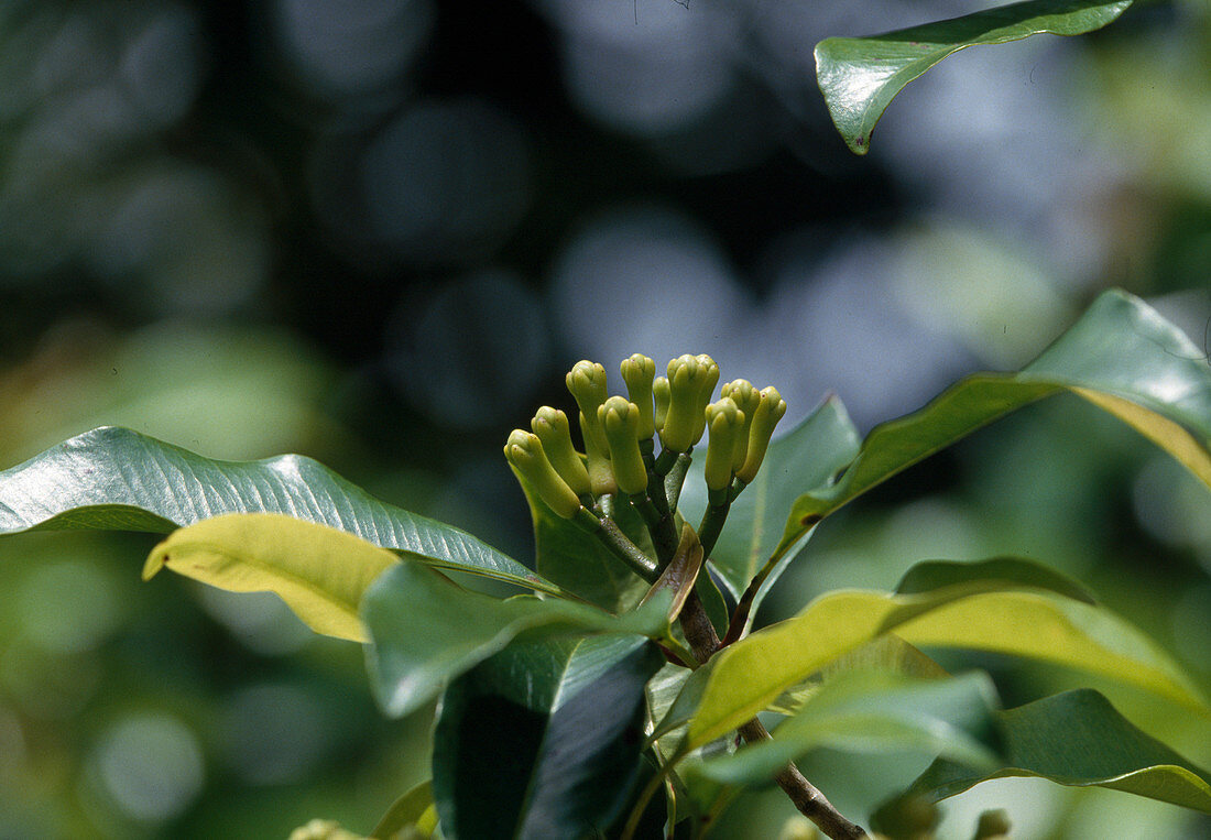 Syzygium aromaticum (cloves) in Zanzibar, Africa